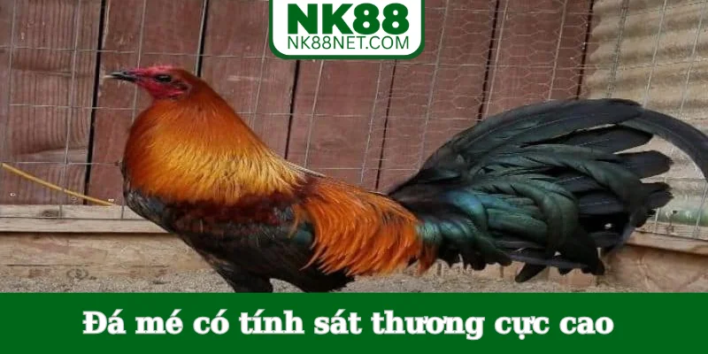 da-me-co-tinh-sat-thuong-cuc-cao