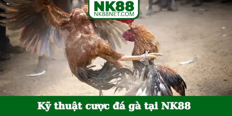 ky-thuat-cuoc-da-ga-tai-nk88